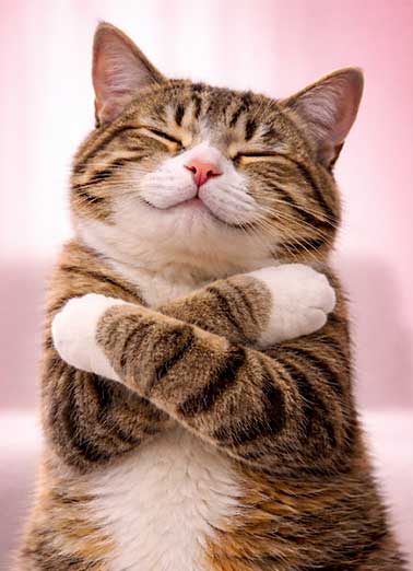 Cat Biggest MD Hug Funny Hug     Sending you the biggest Mother's Day hug!